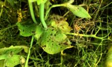 Antracnoza mazării  Antracnoza mazării